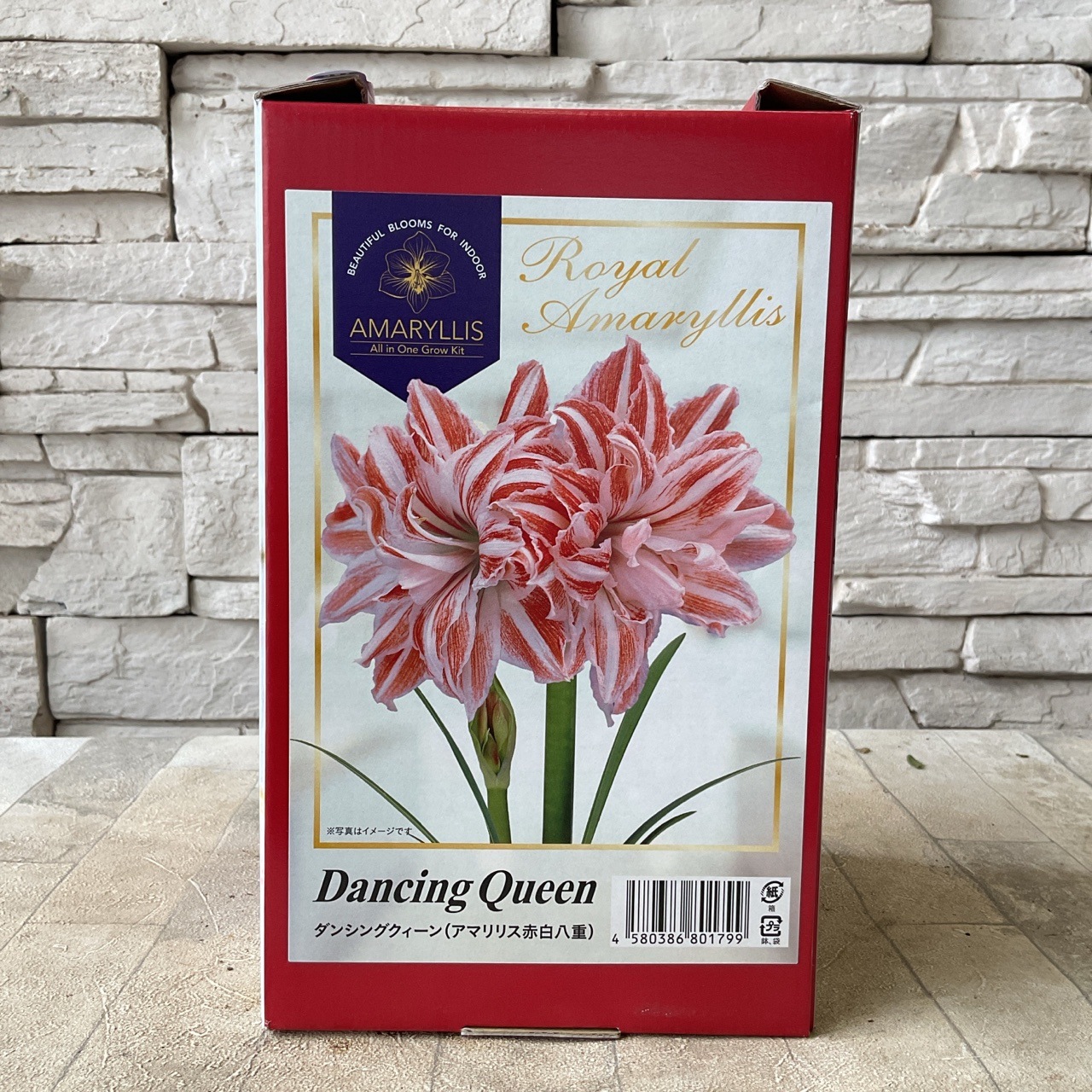 八重咲アマリリス 球根 選べる4種 | 鉢花・花苗 | 橋本種苗園