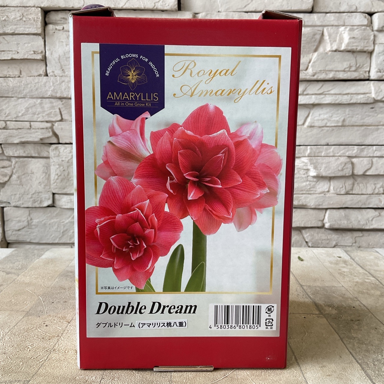 八重咲アマリリス 球根 選べる4種 | 鉢花・花苗 | 橋本種苗園