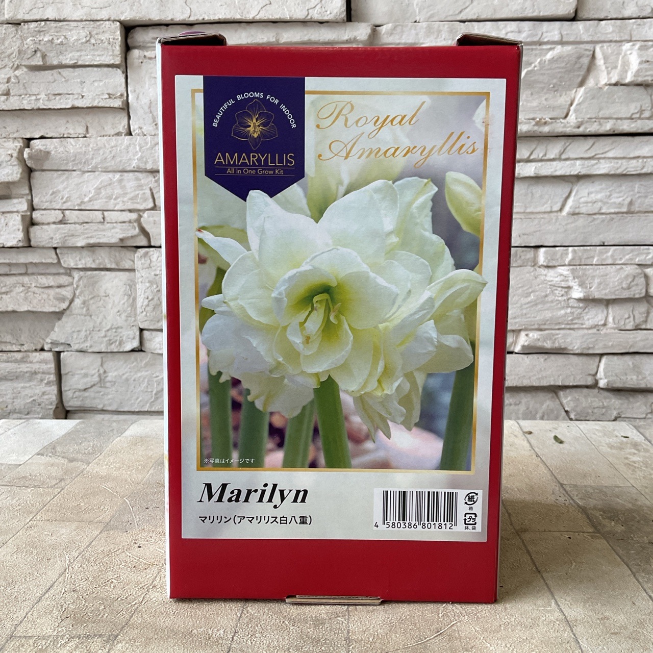 【花後の株】アマリリス球根 八重咲　エルバス 花後の株】アマリリス球根 八重咲 エルバス