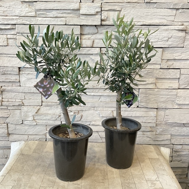 souju】香川県産オリーブの木 5号鉢 ① | 鉢花・花苗 | 橋本種苗園