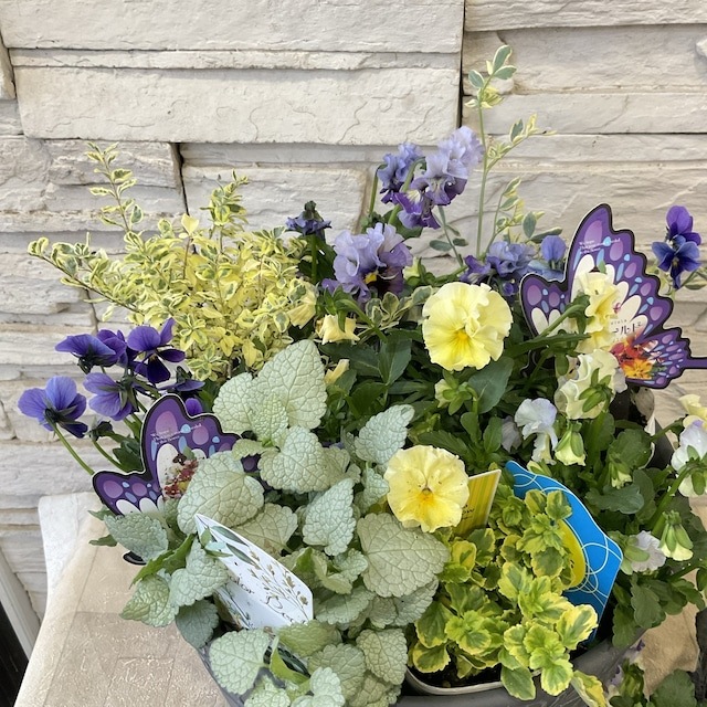 冬のブルー＆イエローの寄せ植え花苗セット】 | 鉢花・花苗 | 橋本種苗