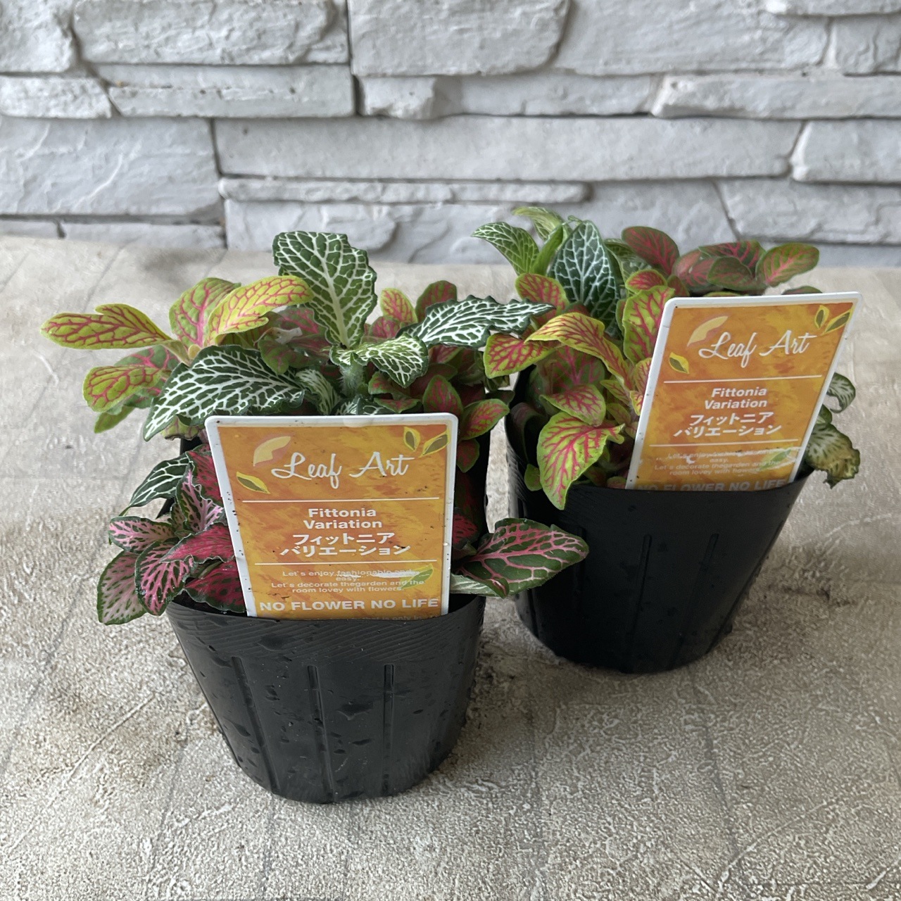 観葉植物】フィットニア バリエーション 3寸ポット | 鉢花・花苗