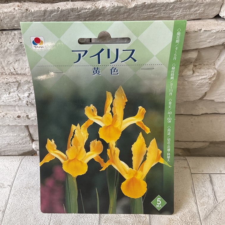 【球根】アイリス　5球入り
