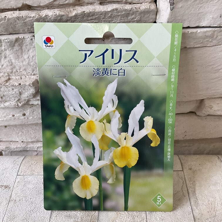 【球根】アイリス　5球入り