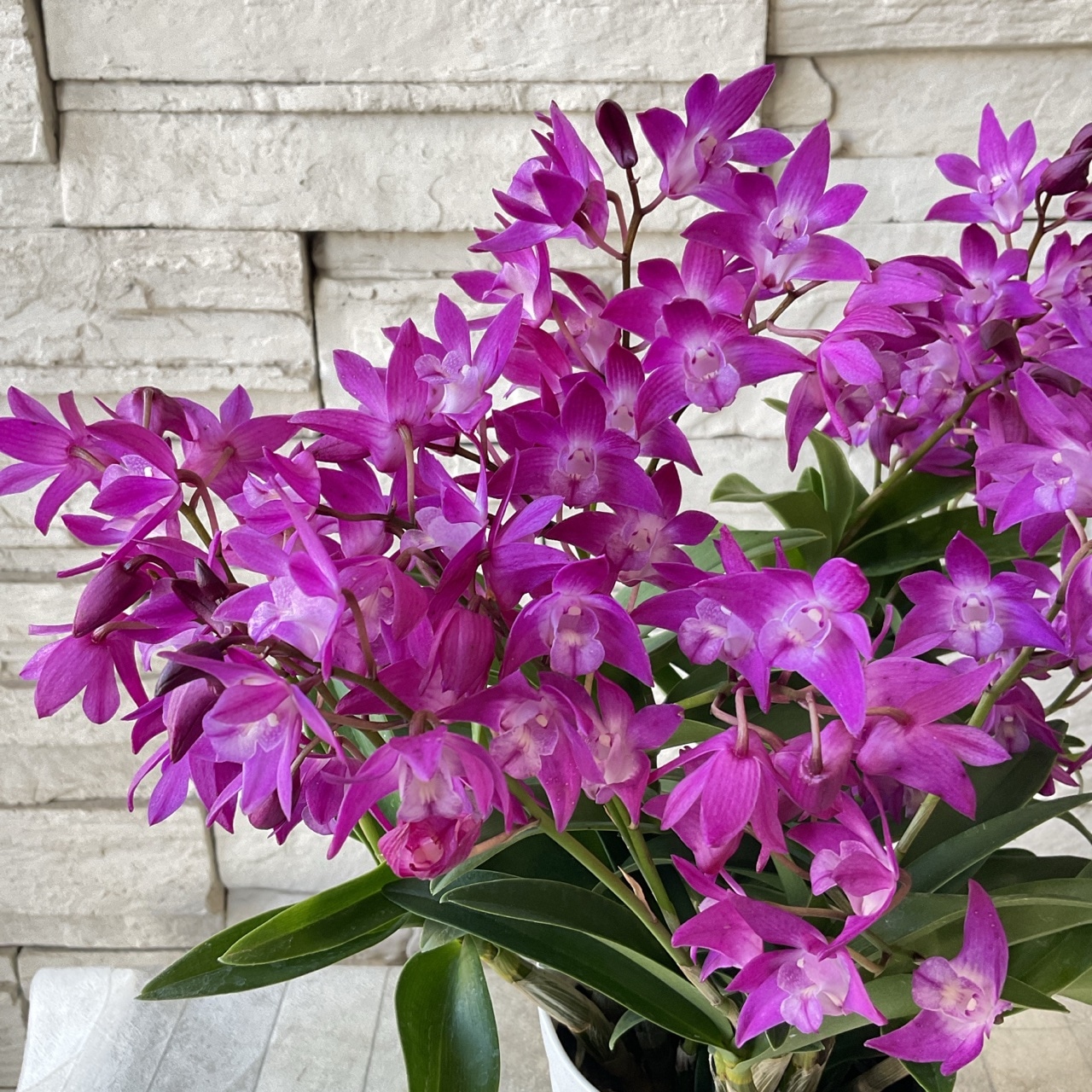 デンドロビューム ギンギアナム 選べる2色 | 鉢花・花苗 | 橋本種苗園