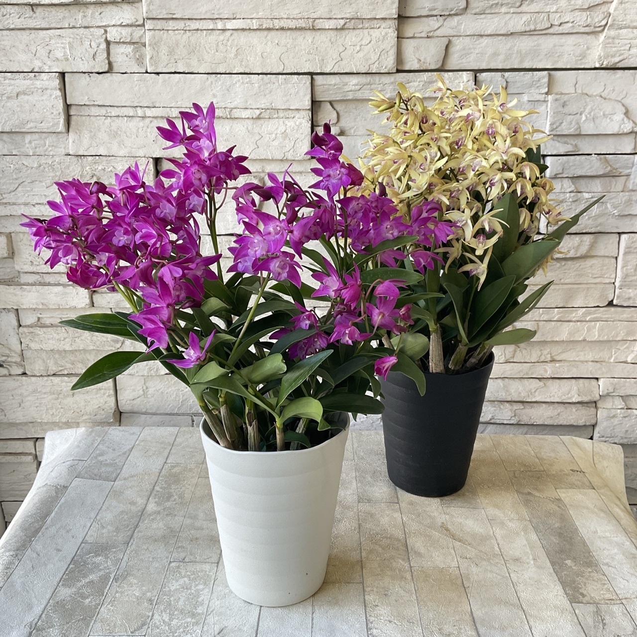 デンドロビューム ギンギアナム 選べる2色 | 鉢花・花苗 | 橋本種苗園