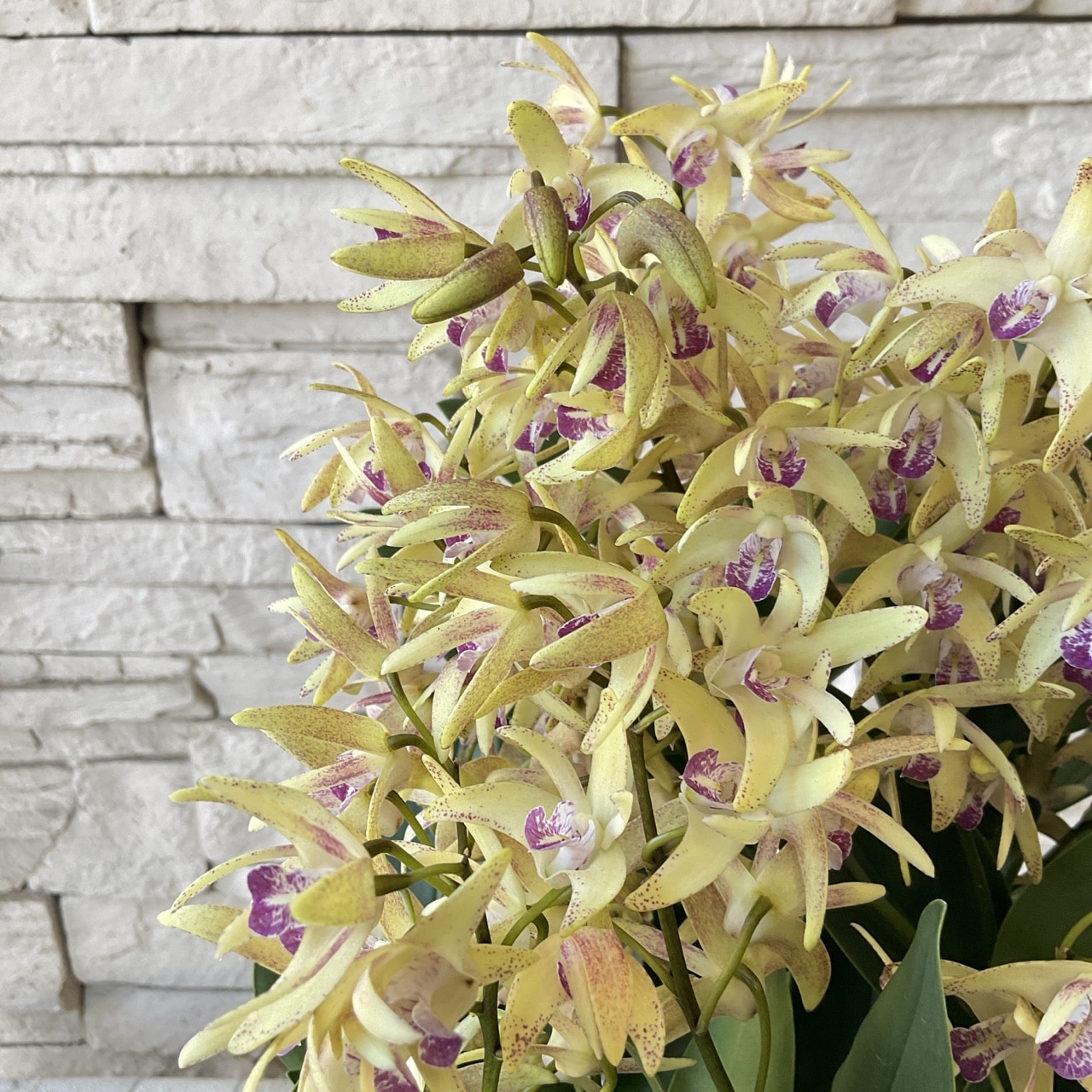 デンドロビューム ギンギアナム 選べる2色 | 鉢花・花苗 | 橋本種苗園