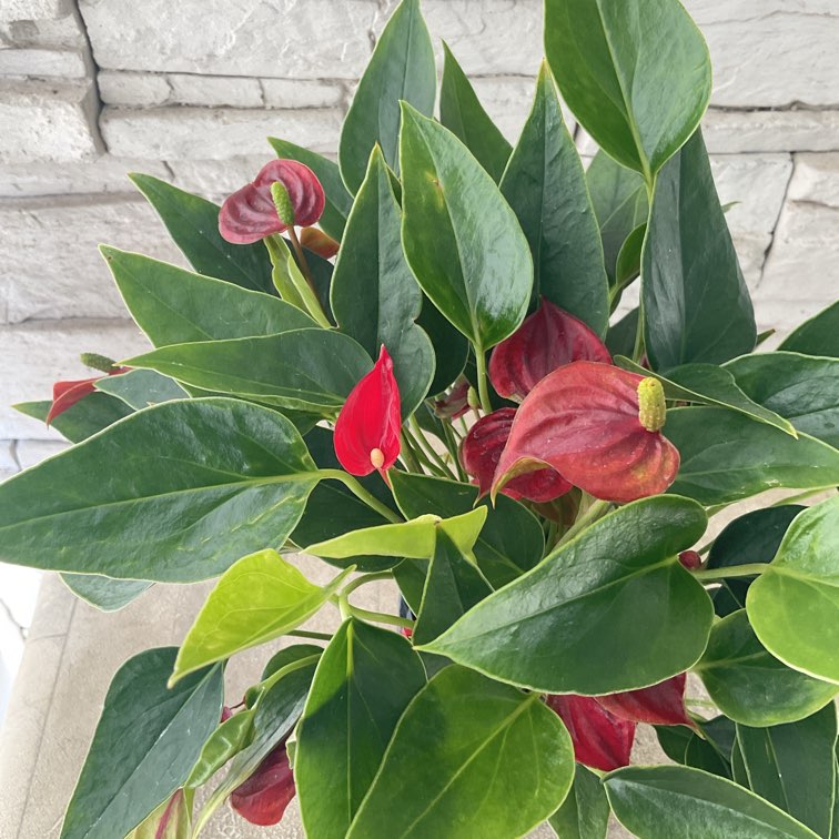 アンスリウム 選べる5種 3寸ポット | 鉢花・花苗 | 橋本種苗園