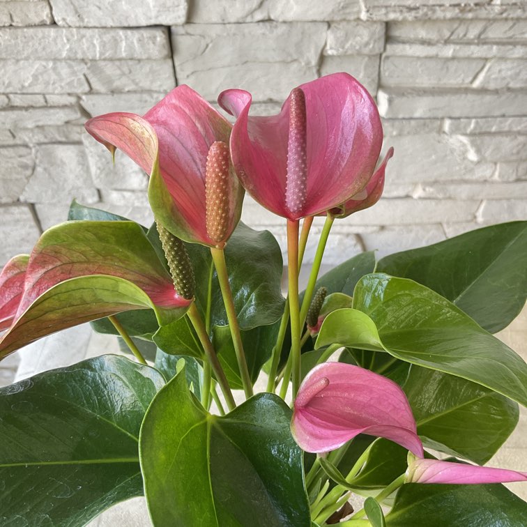 アンスリウム 選べる5種 3寸ポット | 鉢花・花苗 | 橋本種苗園