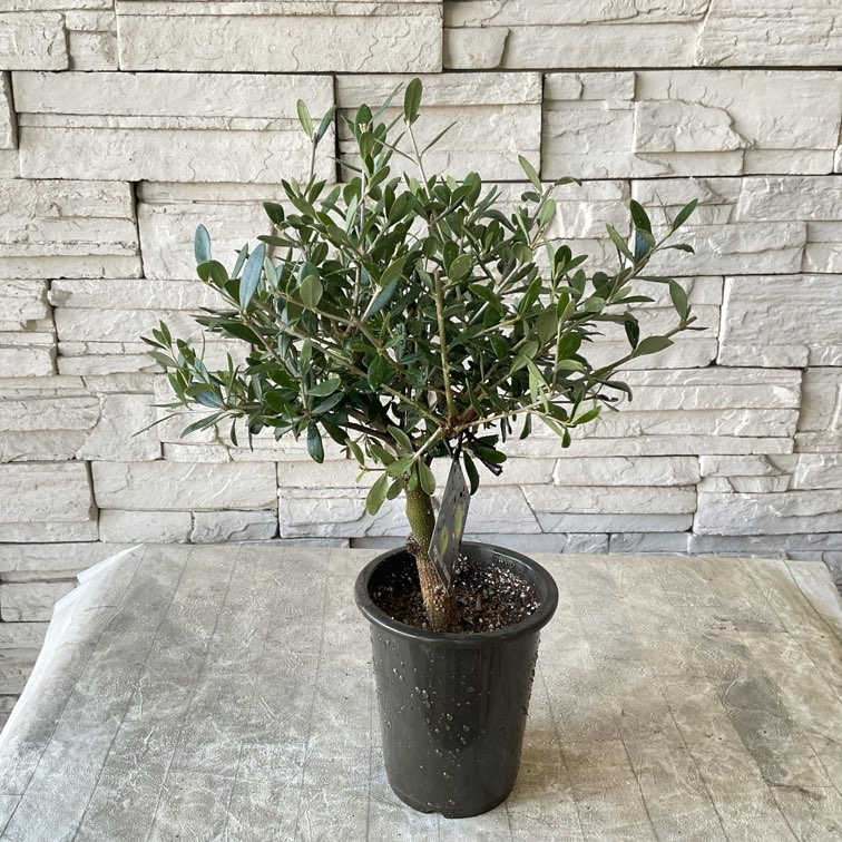 souju】香川県産オリーブの木 ネバディロブランコ 4号鉢 70 | 鉢花