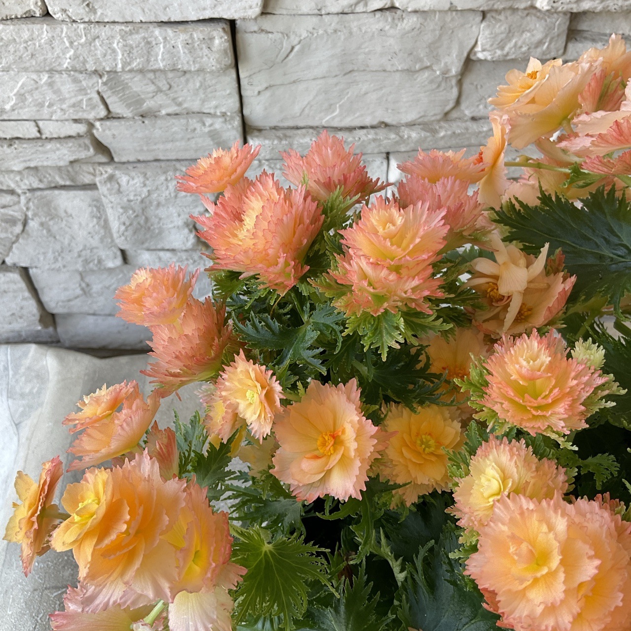 ベゴニア ルージュ斑入り 鉢のまま 希少 レア 匿名配送 ベゴニア ルージュ 斑入り 希少 鉢のまま発送 匿名配送 ベゴニア