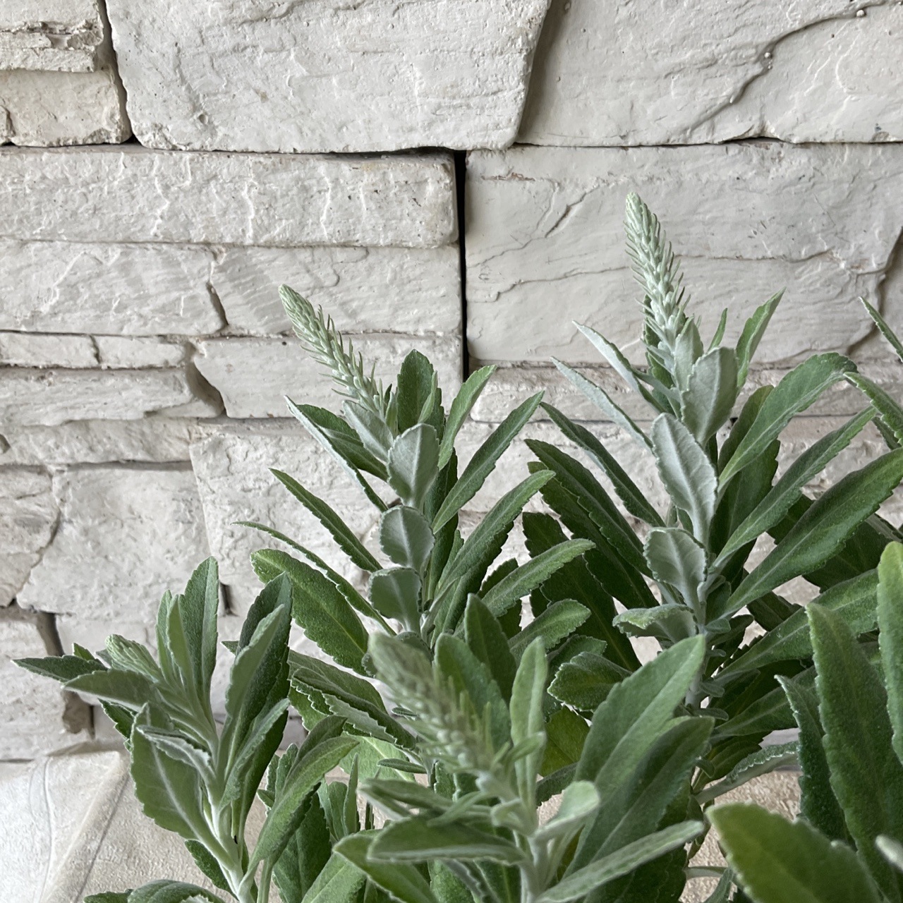 ベロニカ オルナタ（トウテイラン）プルシアンブルー 3.5寸