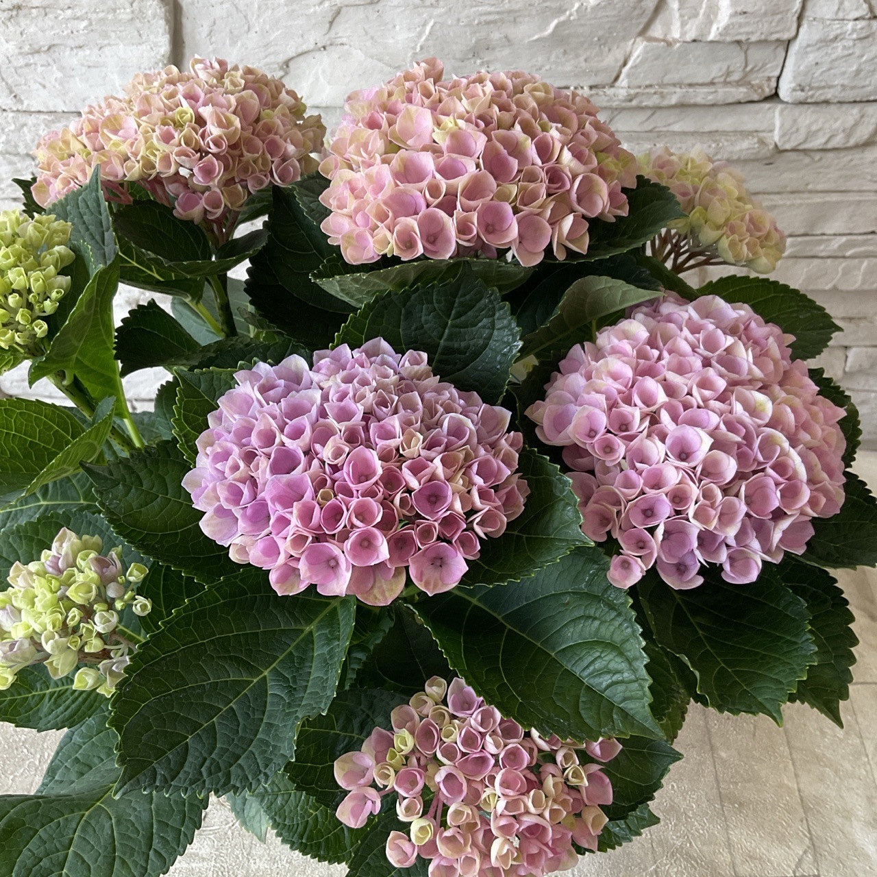 紫陽花 ハイドランジア レボリューション ピンク 5寸鉢 | 鉢花