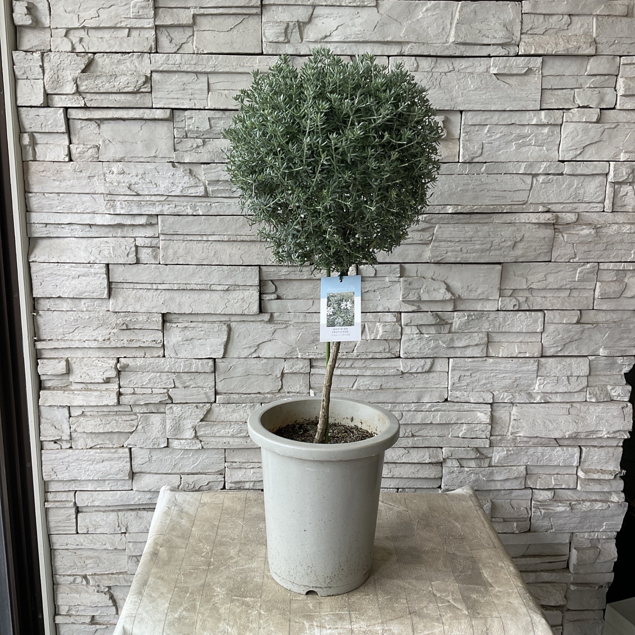 ウエストリンギア　スタンダード仕立て　/401 自分で植える】ウエストリンギアのスタンダード仕立て花苗セット
