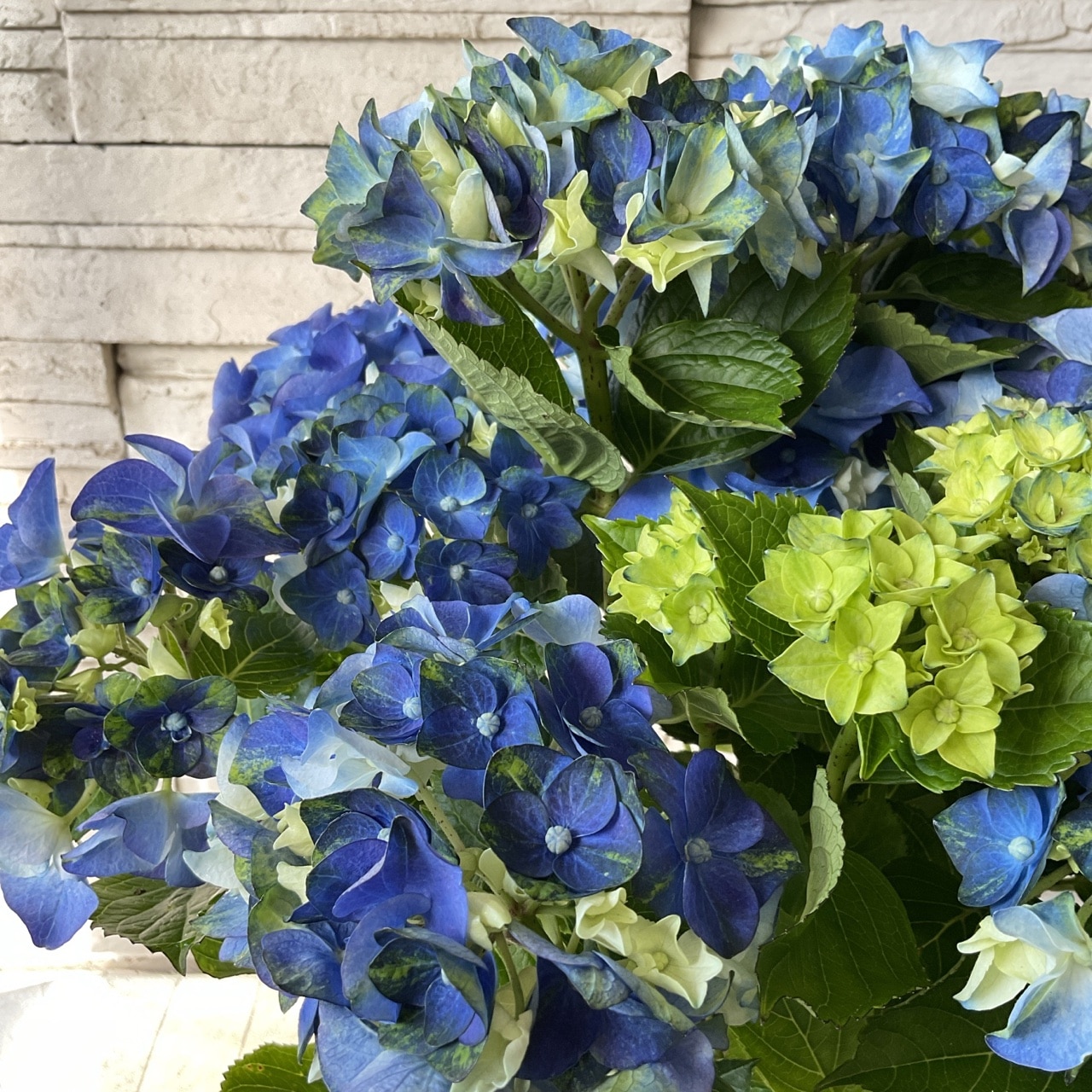 青色アジサイ アジサイ レディマタハリ ブルー 6寸鉢 | 鉢花・花苗 | 橋本種苗園