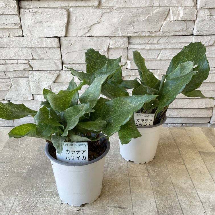 観葉植物】カラテア ムサイカ 3.5寸鉢 | 観葉植物 | 橋本種苗園