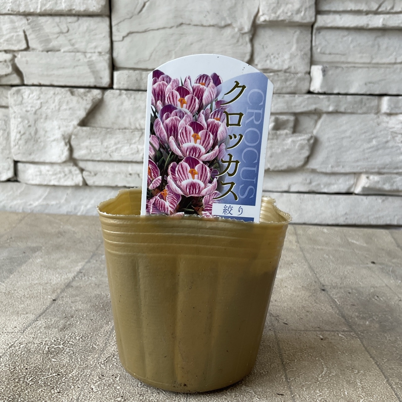 クロッカス 選べる♪4色 | 鉢花・花苗 | 橋本種苗園オンラインストア