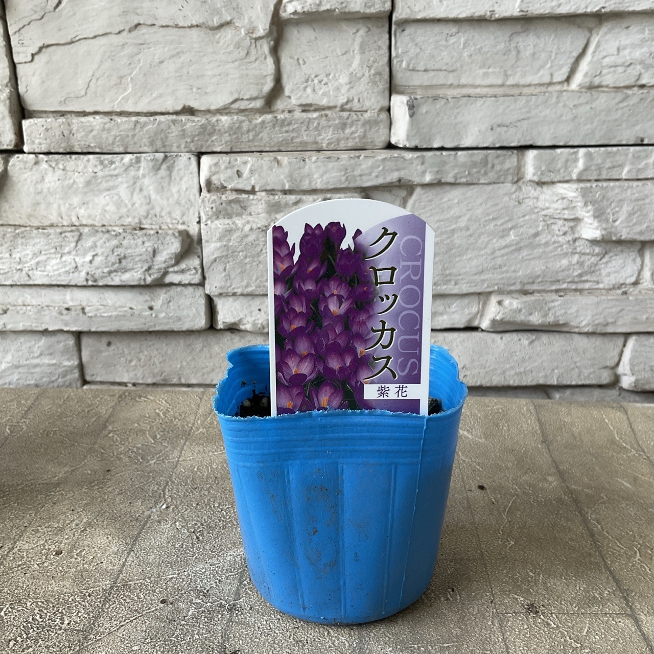 クロッカス 選べる♪4色 | 鉢花・花苗 | 橋本種苗園オンラインストア