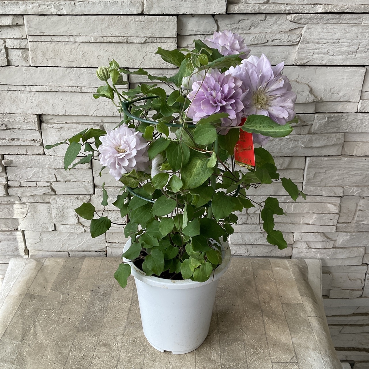 クレマチス ゆいか 6寸鉢 | 鉢花・花苗 | 橋本種苗園オンライン