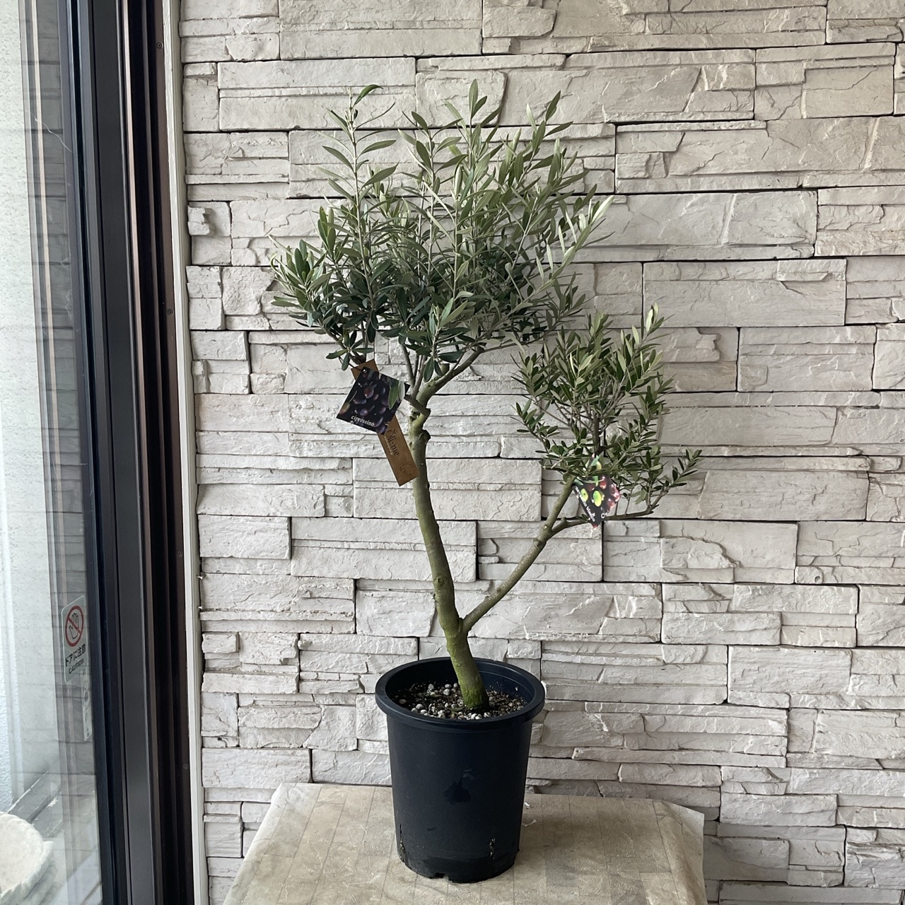 送料無料】【souju 】香川県産オリーブの木 オリーミー 8寸鉢