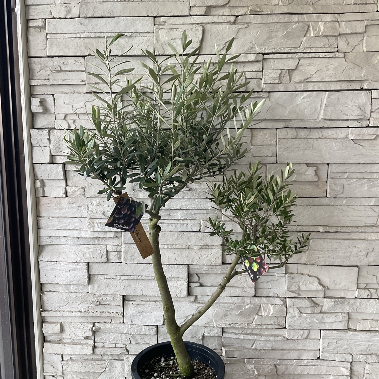 送料無料】【souju 】香川県産オリーブの木 オリーミー 8寸鉢