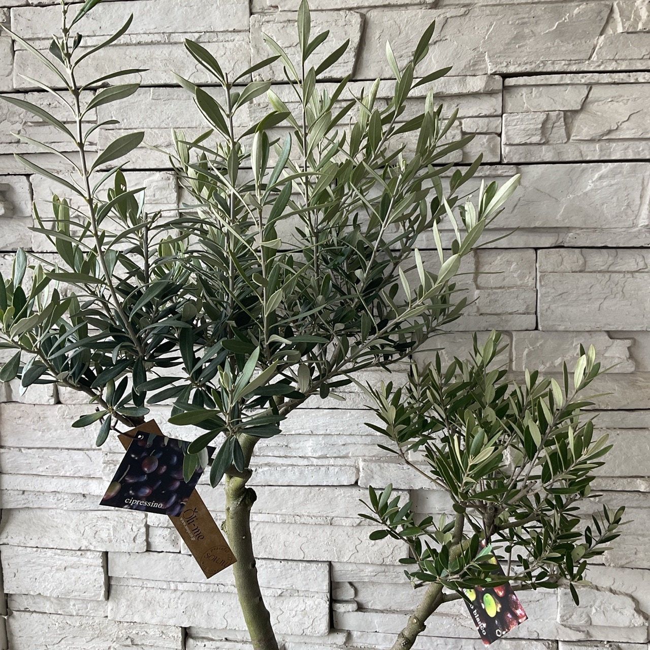 予約済みオリーライフ社製正規品新品 2025年静岡産エキストラバージンオリーブオイル 100ml｜オリーブオイル