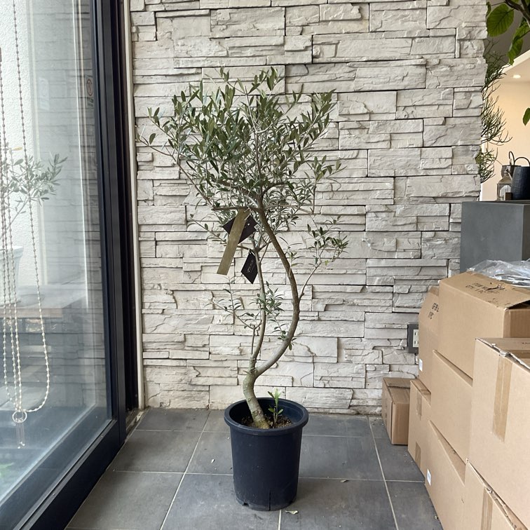 送料無料】【souju 】香川県産オリーブの木 オリーミー 8寸鉢 35