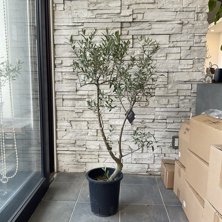 送料無料】【souju 】香川県産オリーブの木 オリーミー 8寸鉢 35