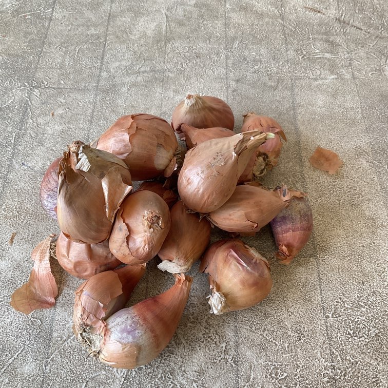 【種子用】愛知県産　わけぎ