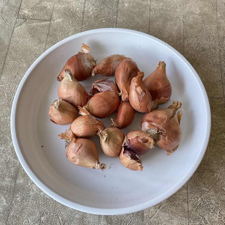 【種子用】愛知県産　わけぎ