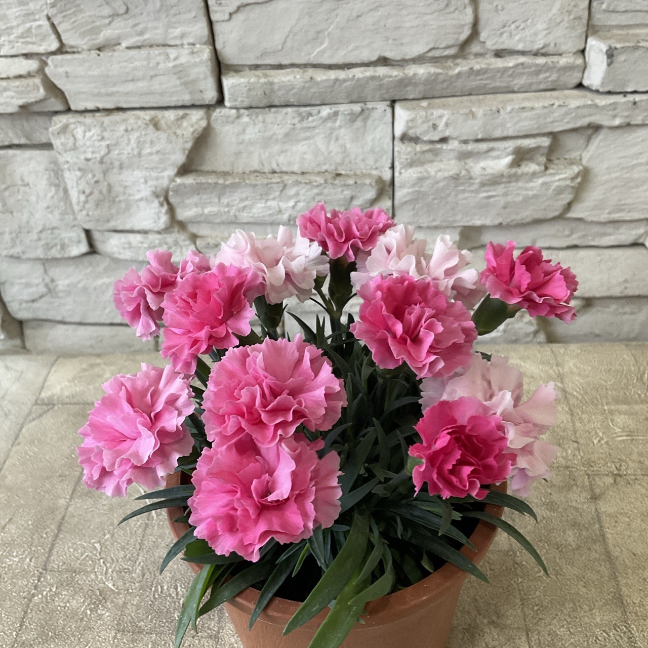 カーネーション（ダイアンサス） アイラブユー 4寸鉢 | 鉢花