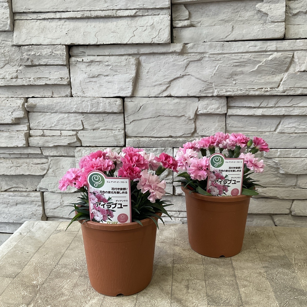 カーネーション（ダイアンサス） アイラブユー 4寸鉢 | 鉢花・花苗