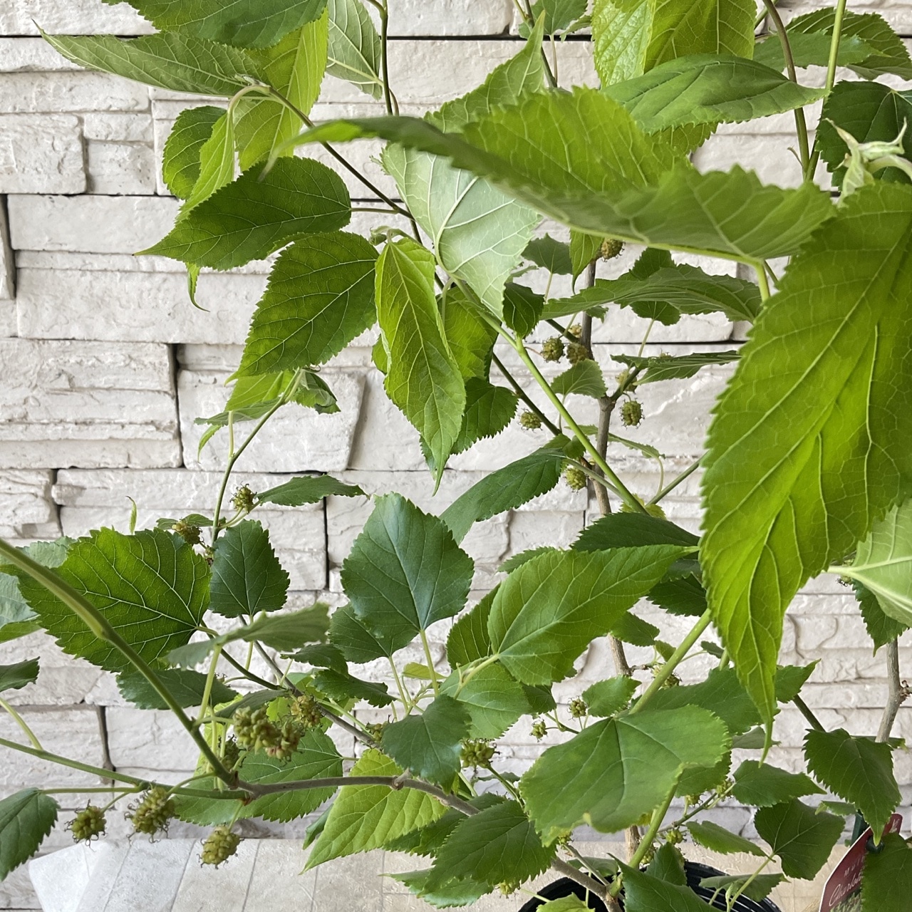 長桑　四季なり　桑苗　確認用 長桑 四季なり 桑苗 確認用 Amazon.co.jp: 四季成り マルベリー