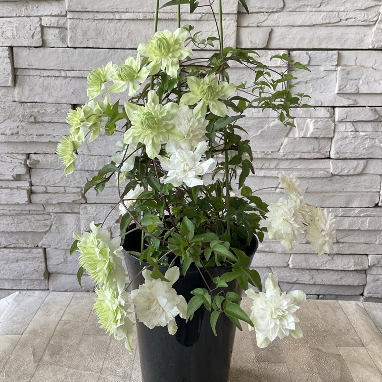 クレマチス　苗　⑤ 楽天市場】クレマチスラヌギノーサ系フェアリーブルー2.5号