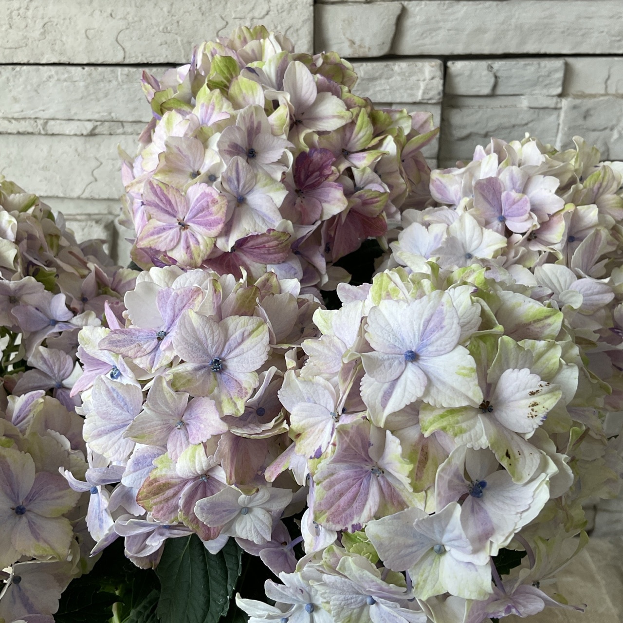 アジサイ ミルキーウェイ ブルー 5寸鉢 | 鉢花・花苗 | 橋本種苗園