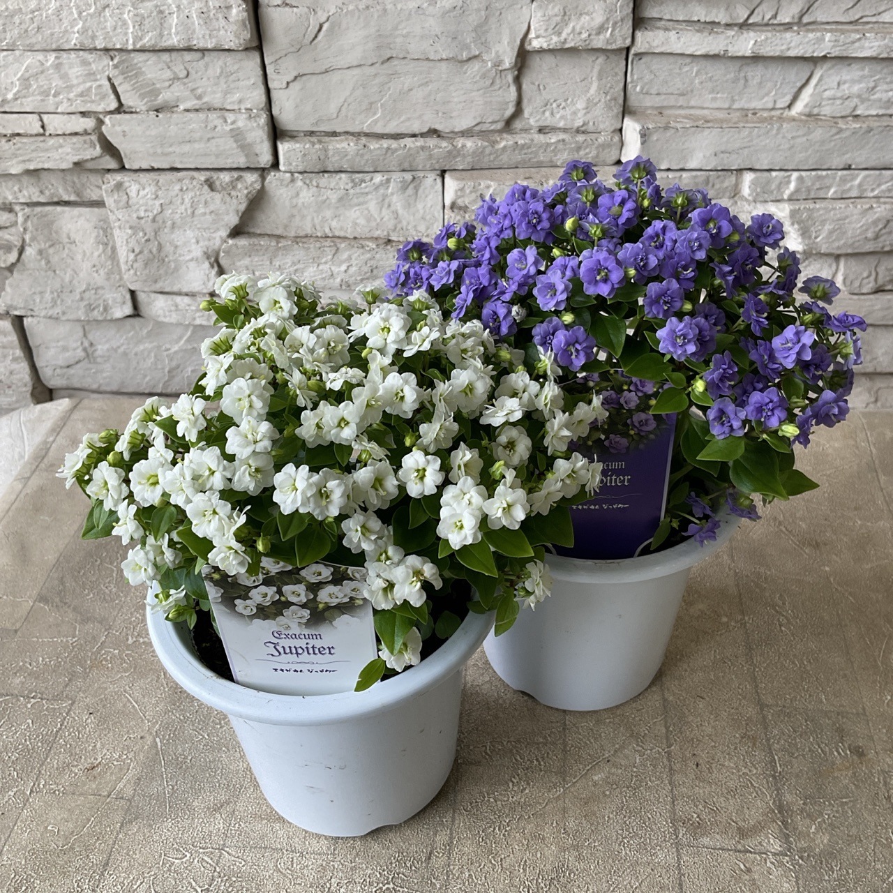 エキザカム ジュピター 選べる♪2色 | 鉢花・花苗 | 橋本種苗園