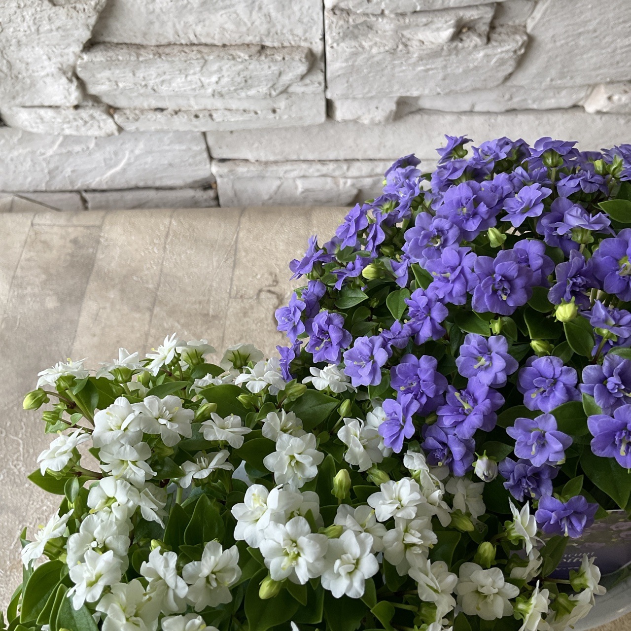 エキザカム ジュピター 選べる♪2色 | 鉢花・花苗 | 橋本種苗園