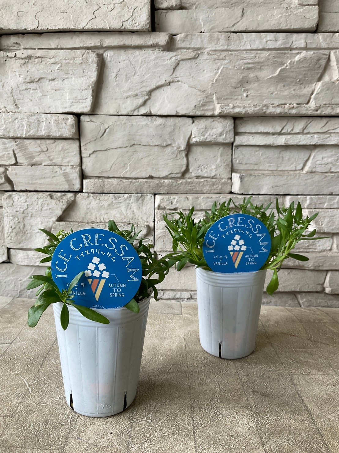 アイスクリッサム 2.5寸ポット | 鉢花・花苗 | 橋本種苗園オンラインストア