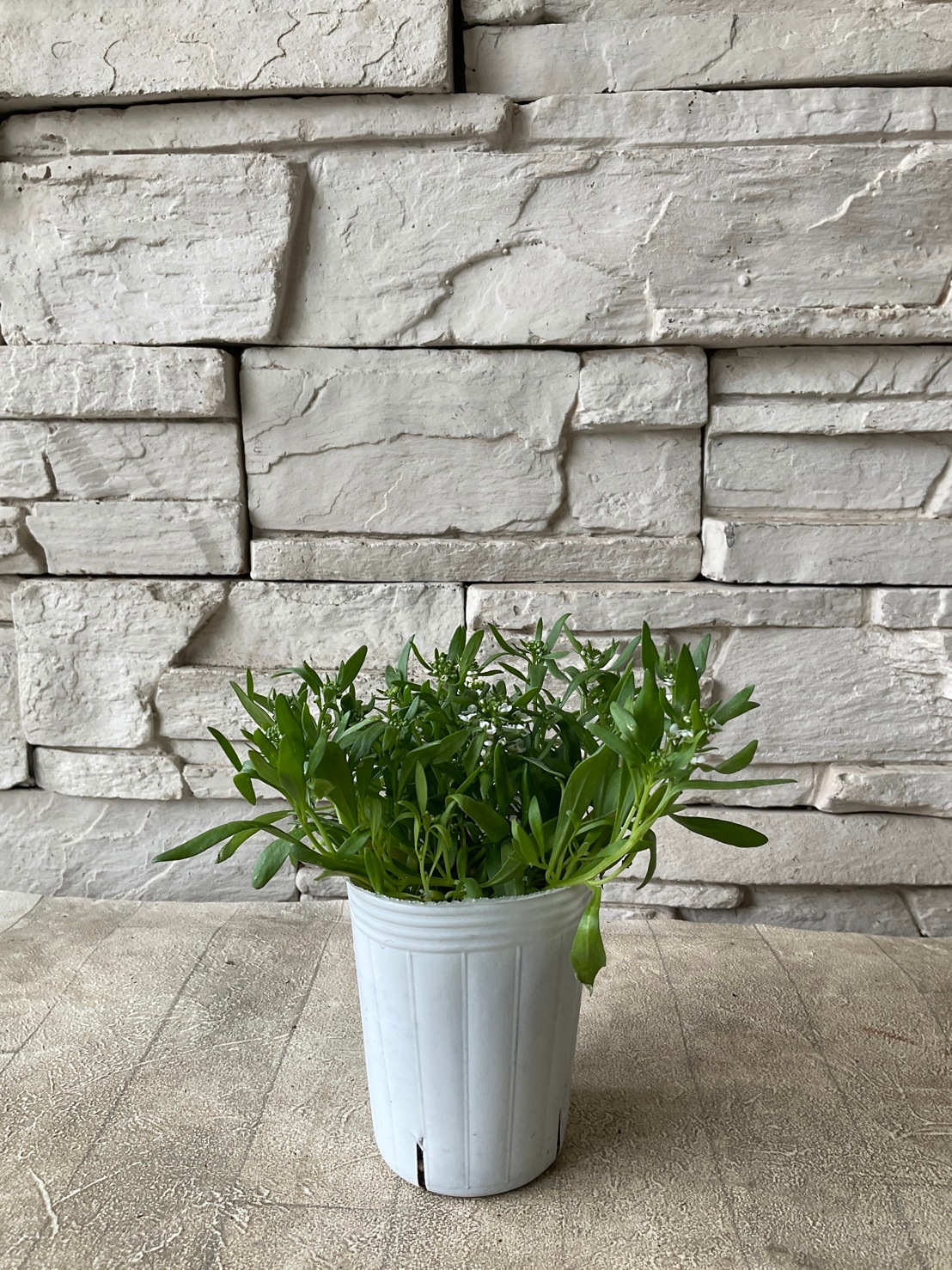 アイスクリッサム 2.5寸ポット | 鉢花・花苗 | 橋本種苗園オンラインストア