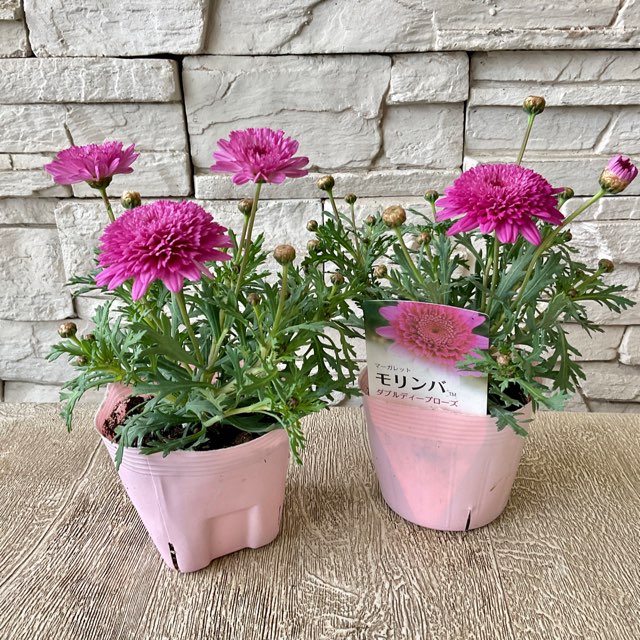 ドイリー1124❤️薔薇 パンジー マーガレット 八重咲き花✨2枚以上で2680円 ドイリー1124️薔薇 パンジー マーガレット 八重咲き花2枚以上で