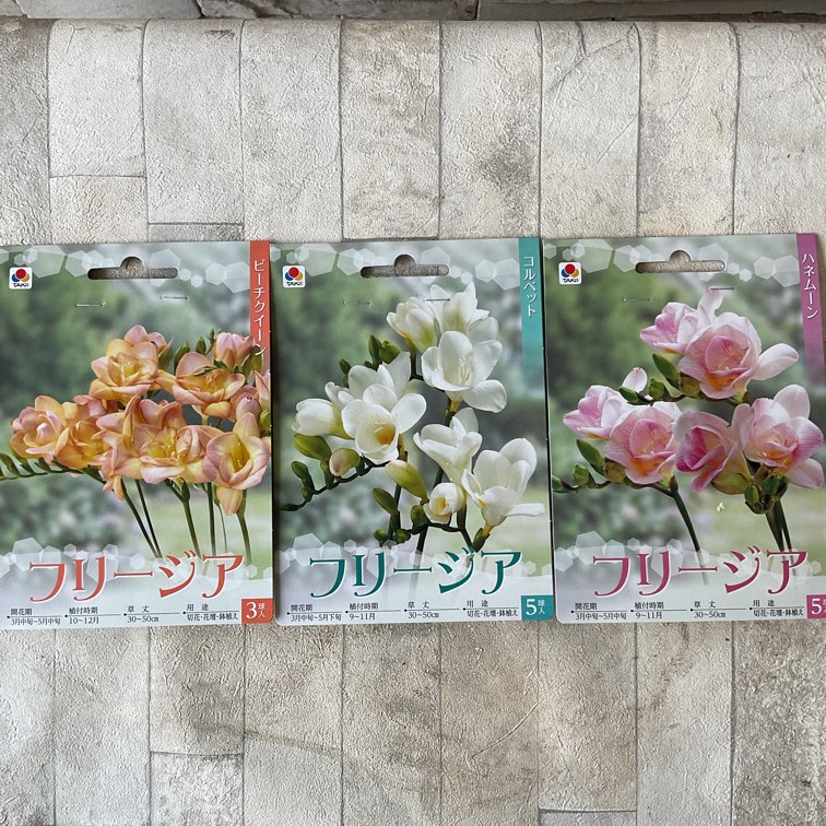 球根】フリージア 選べる9種類 | すべての商品 | 橋本種苗園オンライン