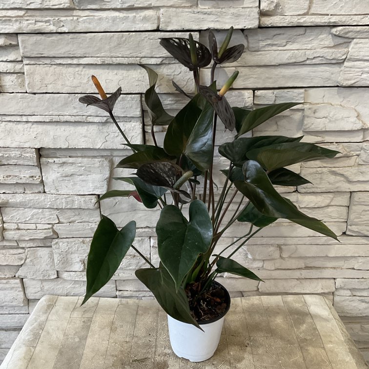 観葉植物】アンスリウム ブラック 4寸ポット | 鉢花・花苗 | 橋本種苗