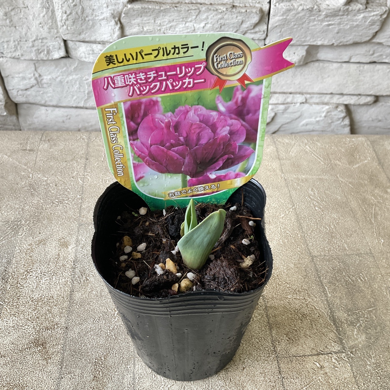 半額SALE】チューリップ 選べる♪13種 495円→248円 | 鉢花・花苗