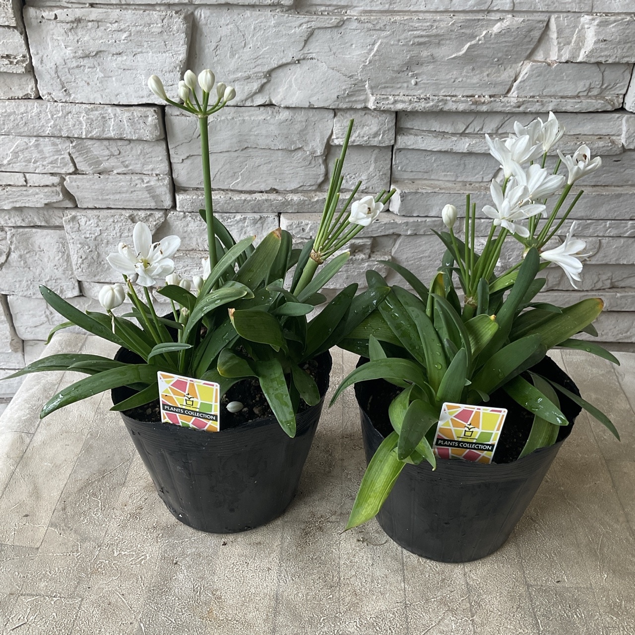 アガパンサス ミニボール 5寸ポット | 鉢花・花苗 | 橋本種苗園