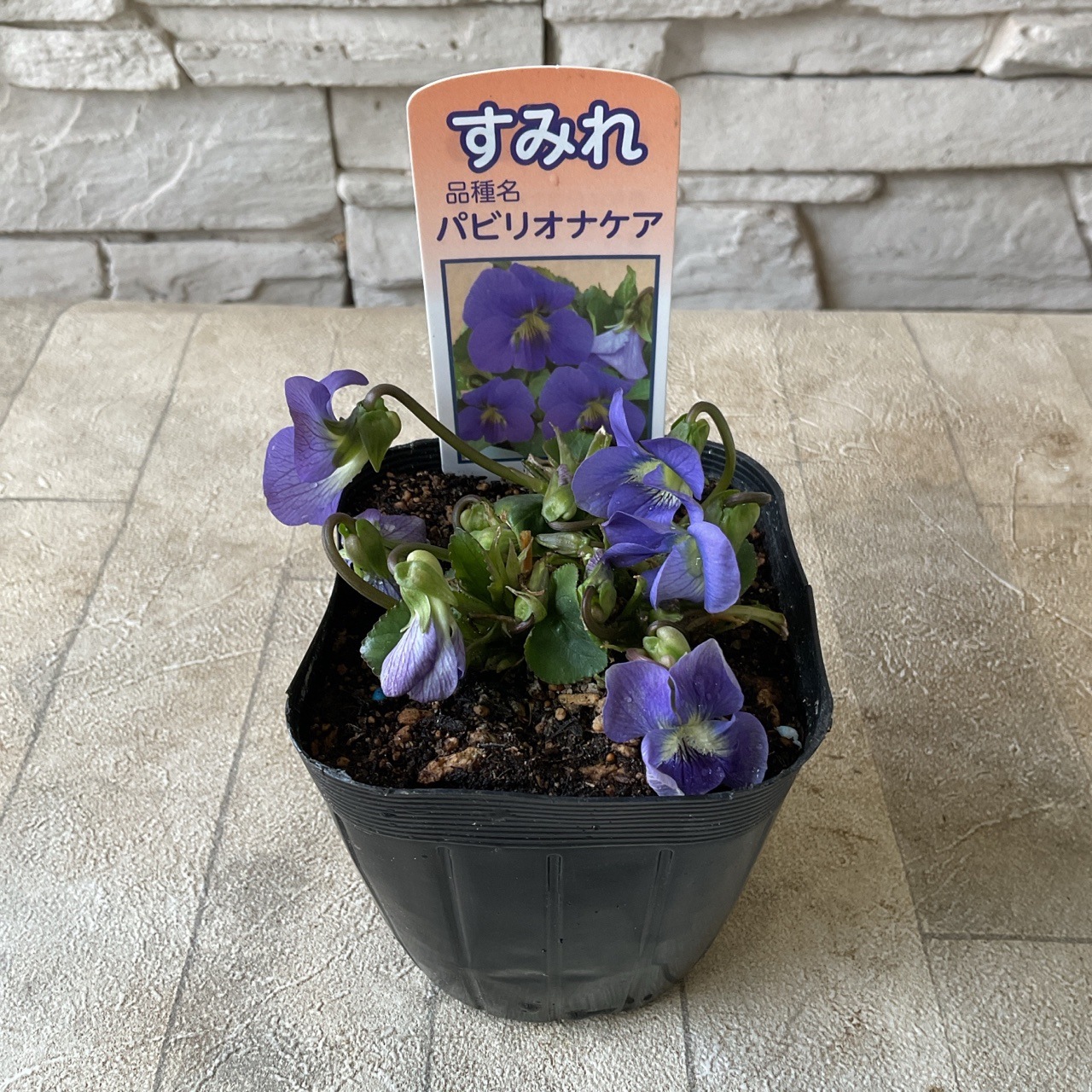 日本すみれ 選べる3種 | 鉢花・花苗 | 橋本種苗園オンラインストア