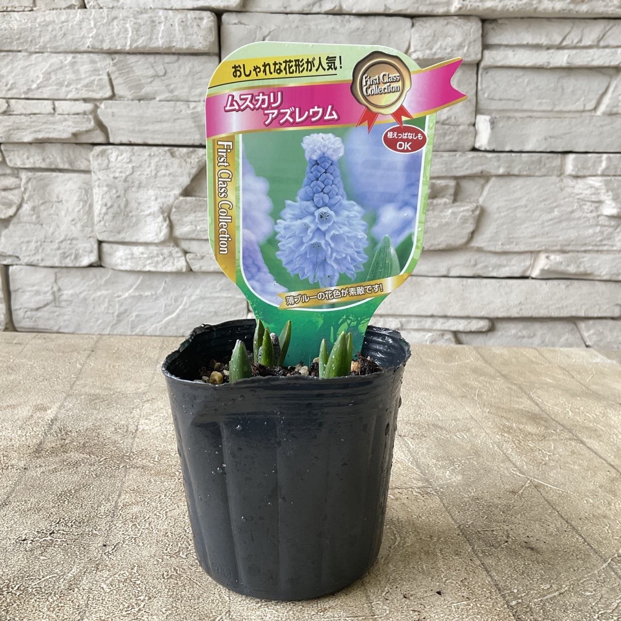 ムスカリ 選べる♪7種 | 鉢花・花苗 | 橋本種苗園オンラインストア