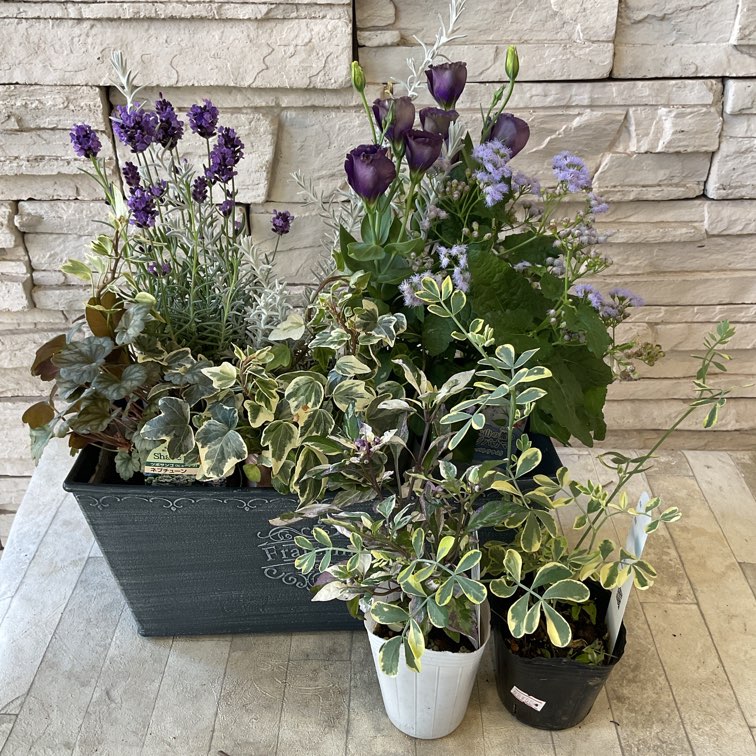 自分で作る寄せ植え花苗セット】シックなパープルの寄せ植え | 鉢花
