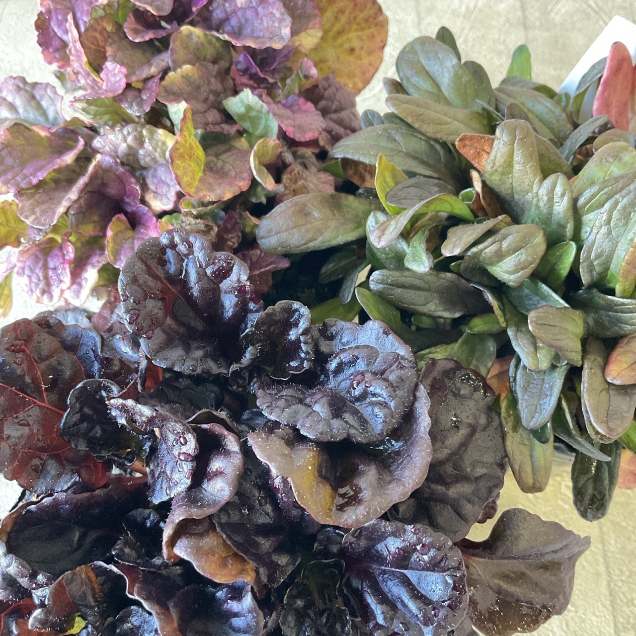 アジュガ 選べる3種 | 鉢花・花苗 | 橋本種苗園オンラインストア