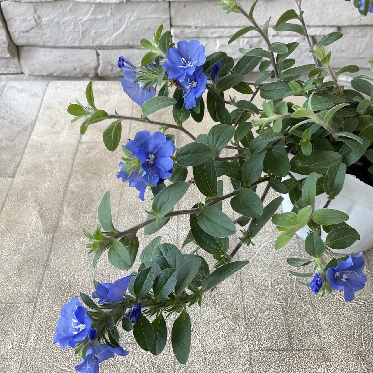 エボルブルス ブルーラグーン 3.5寸ポット | 鉢花・花苗 | 橋本種苗園