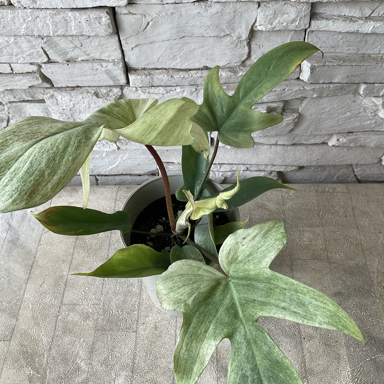 フィロデンドロン　フロリダゴーストミント　c フロリダゴーストミント - comoribi - The small forest for you -